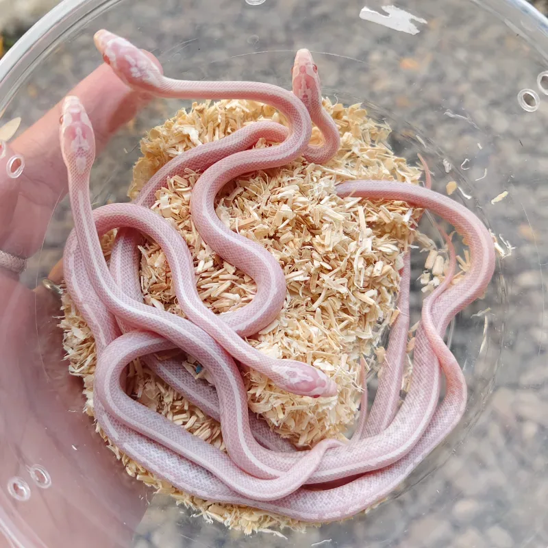 Corn Snake Snow Tessera (het stripe) 