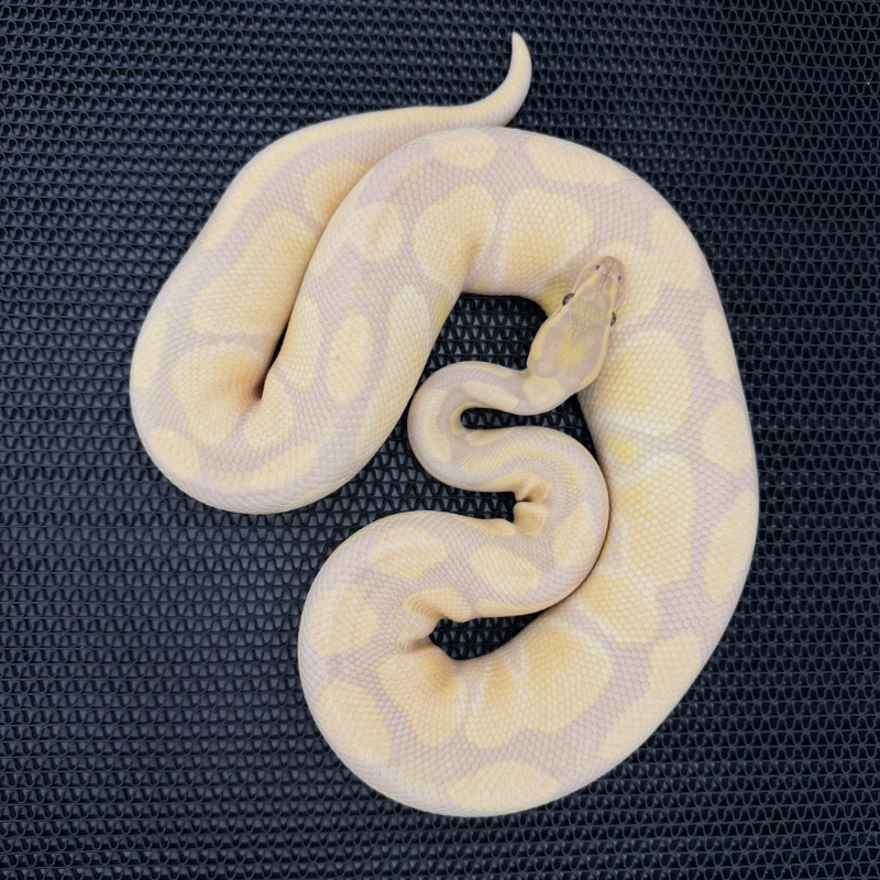 Lavender Albino