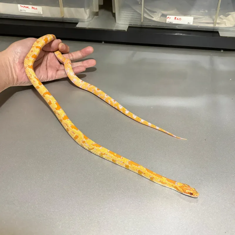 Albino/Amelanistic 3