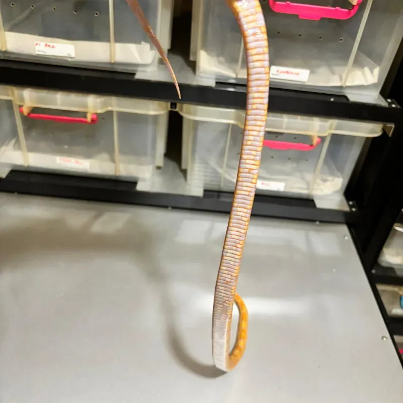 Albino/Amelanistic 4