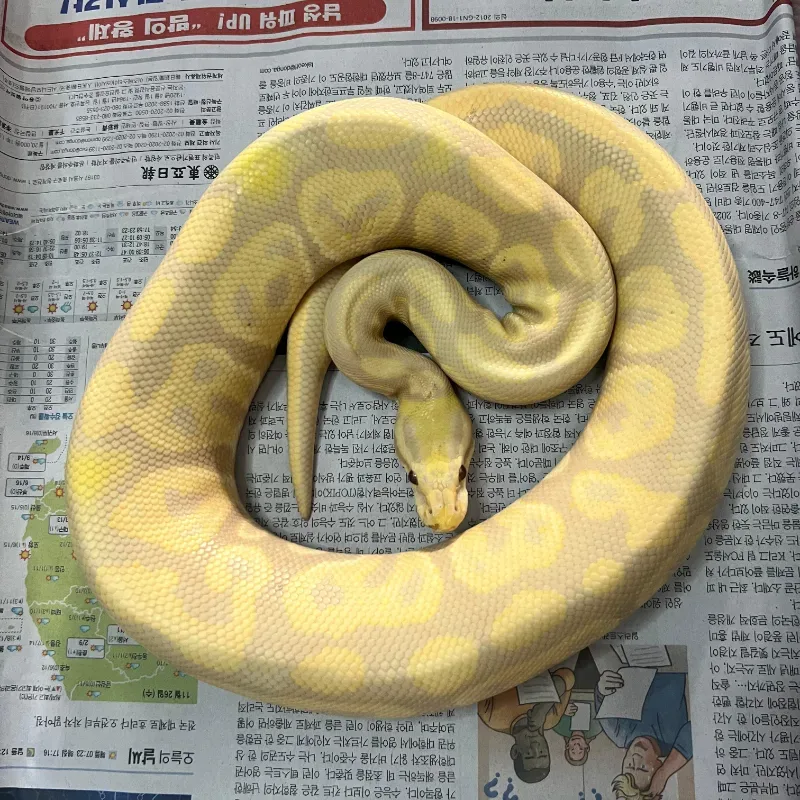 blackpastel Candyno