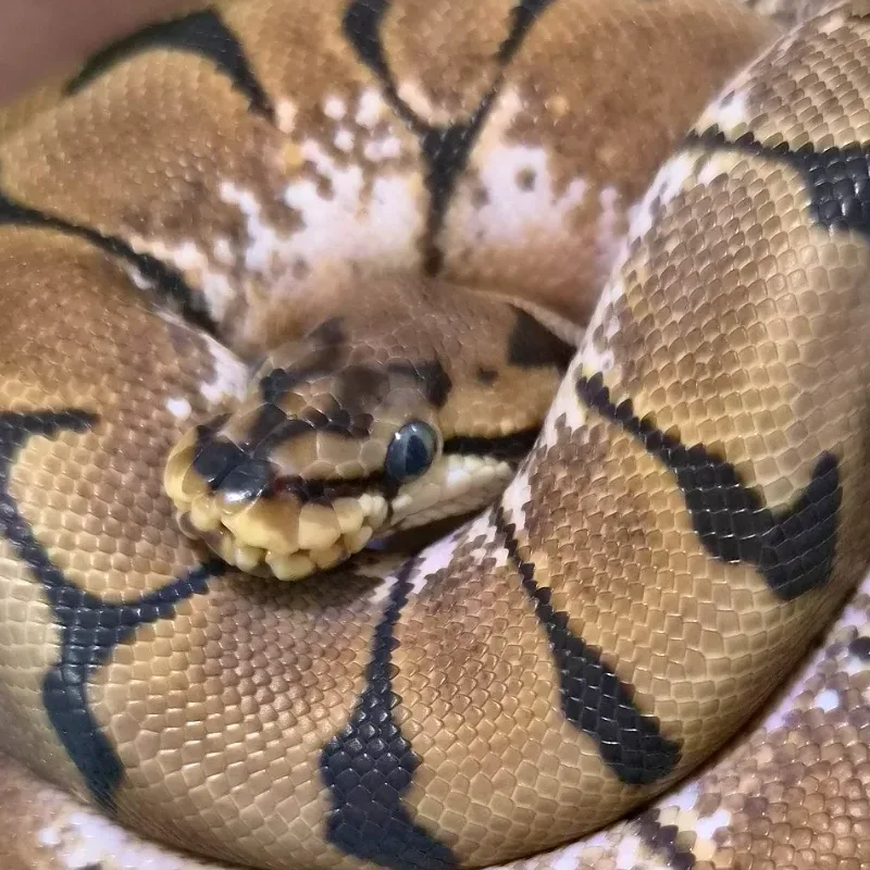Spider Enchi (Stinger Bee)