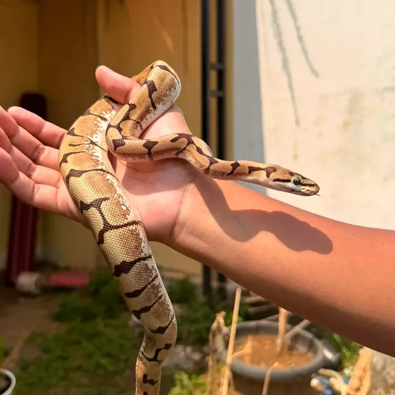Spider Enchi (Stinger Bee)