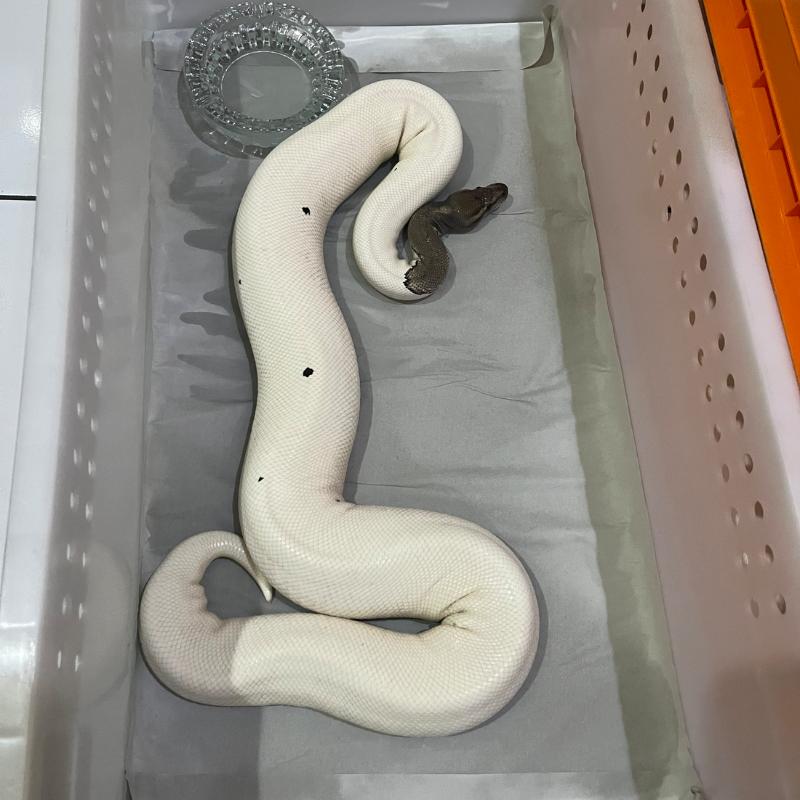 Mojave Pied