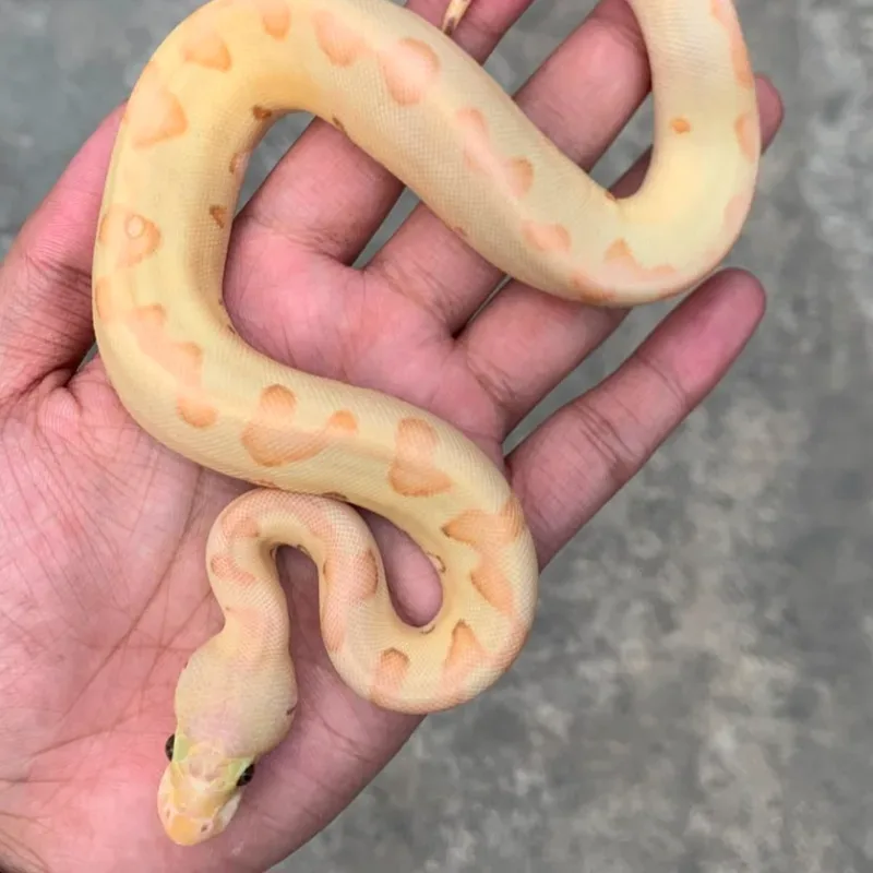 Banana Pastel Enchi Clown