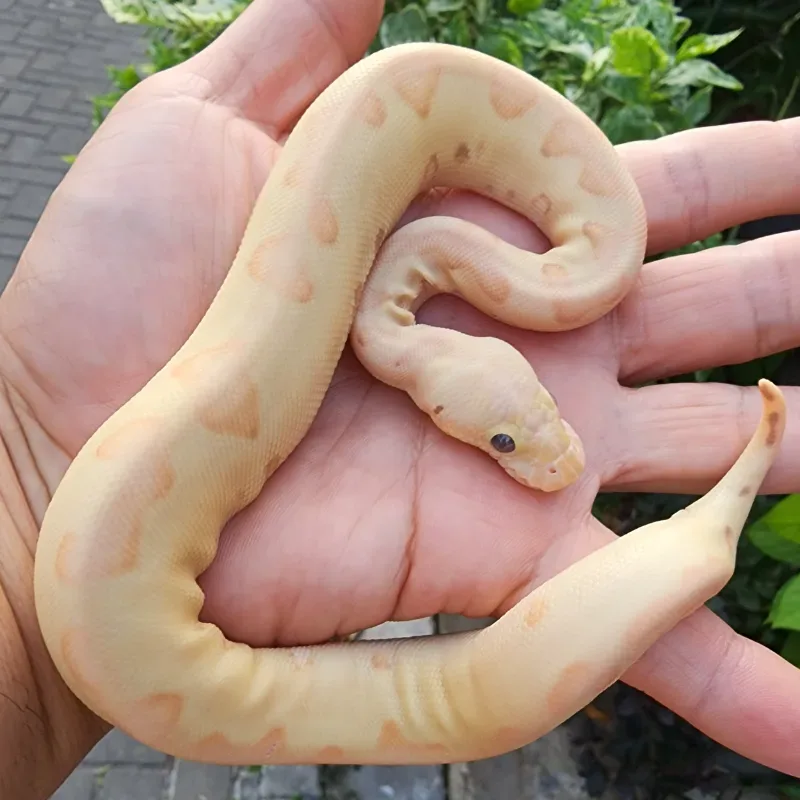 Banana Pastel Enchi Clown