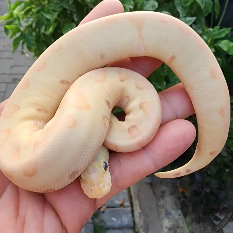 Banana Pastel Enchi Clown