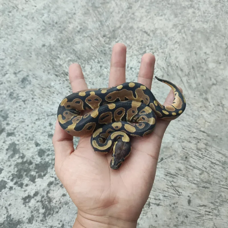 F - Normal DH DG Clown