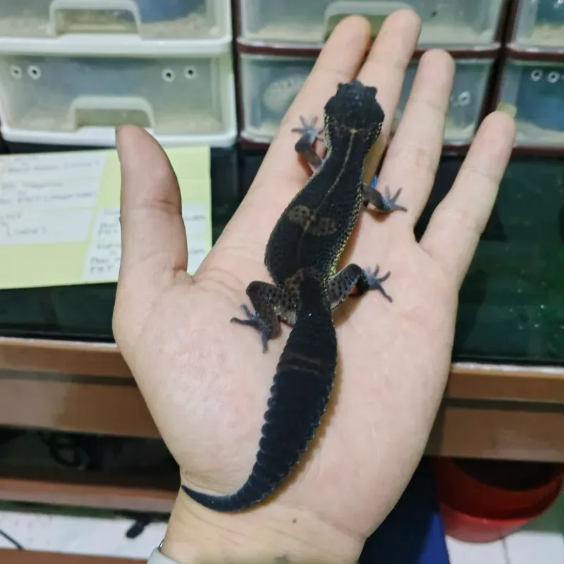 Black Night Tangerine