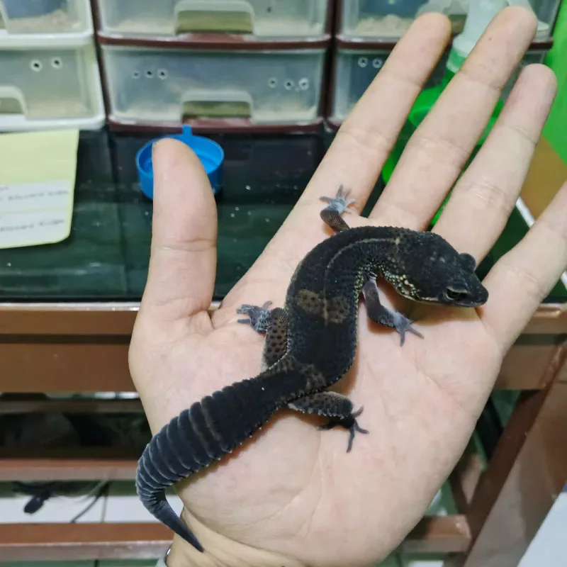 Black Night Tangerine