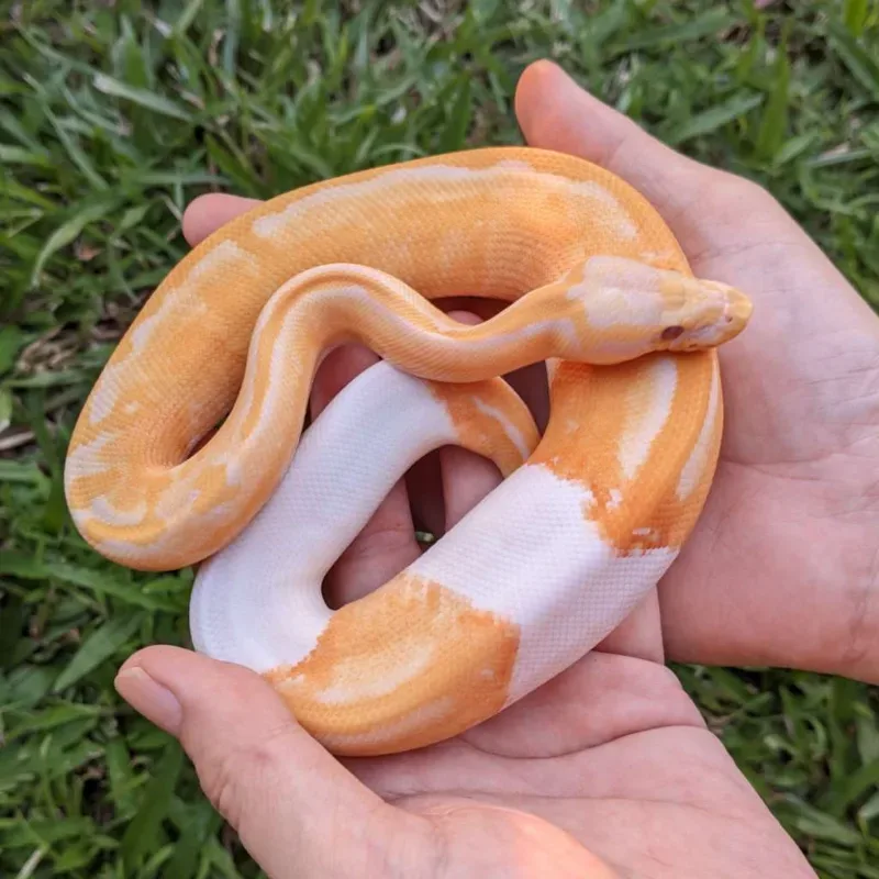 M Pastel Dreamsicle 66% ph Clown [25C1001]