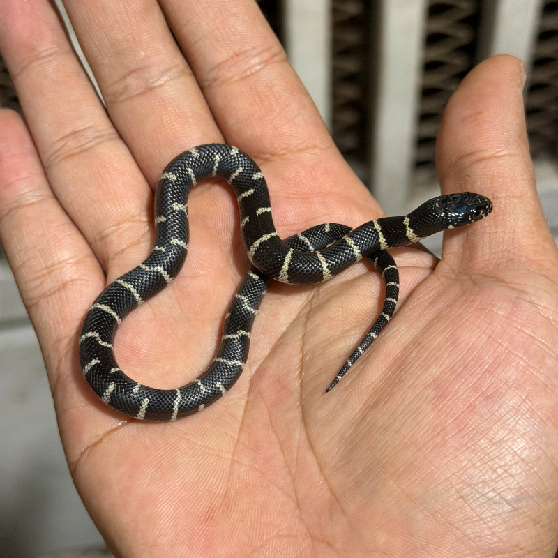 Baby Calif 100% het Lavender poss het albino, masaic, hypermel