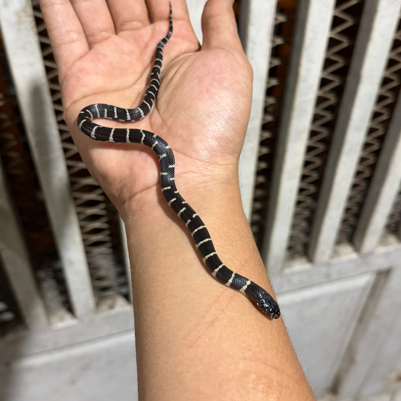 Baby Calif 100% het Lavender poss het albino, masaic, hypermel