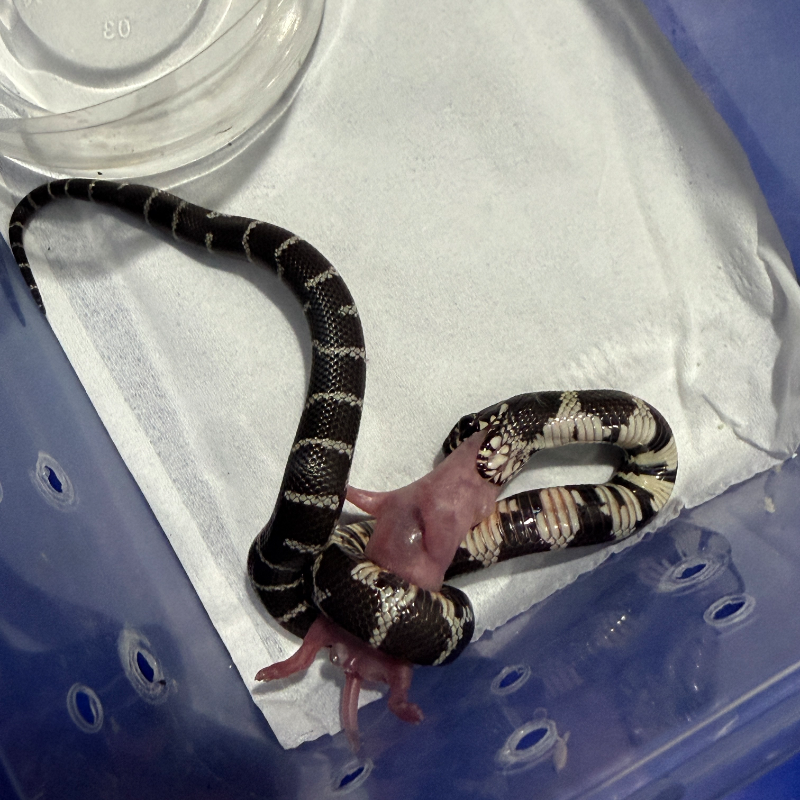 Baby Calif 100% het Lavender poss het albino, masaic, hypermel