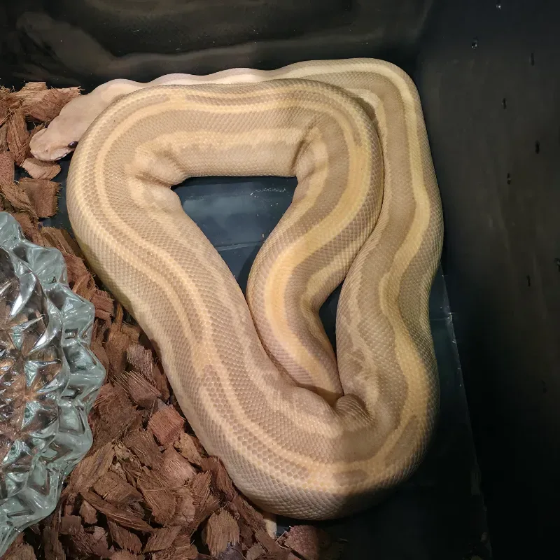 Leopard Black Pastel Mojave Yellow Belly Ultramel