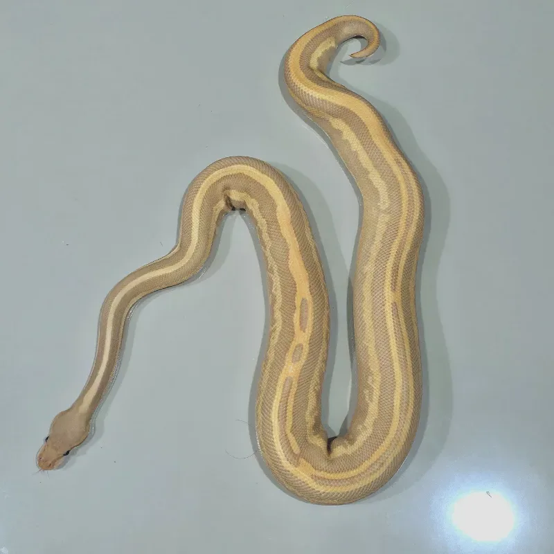 Leopard Black Pastel Mojave Yellow Belly Ultramel