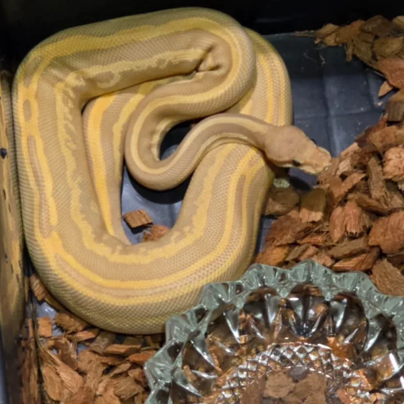 Leopard Black Pastel Mojave Yellow Belly Ultramel