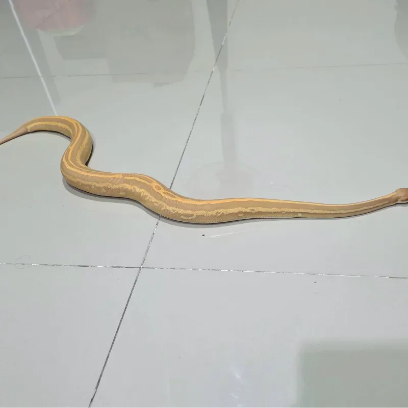 Leopard Black Pastel Mojave Yellow Belly Ultramel