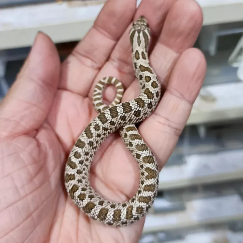 Poss (Arctic) Het Albino