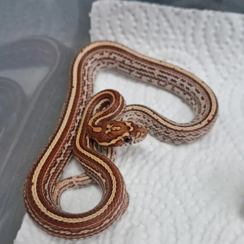 Tessera Hybrid (75%corn 25%milk)