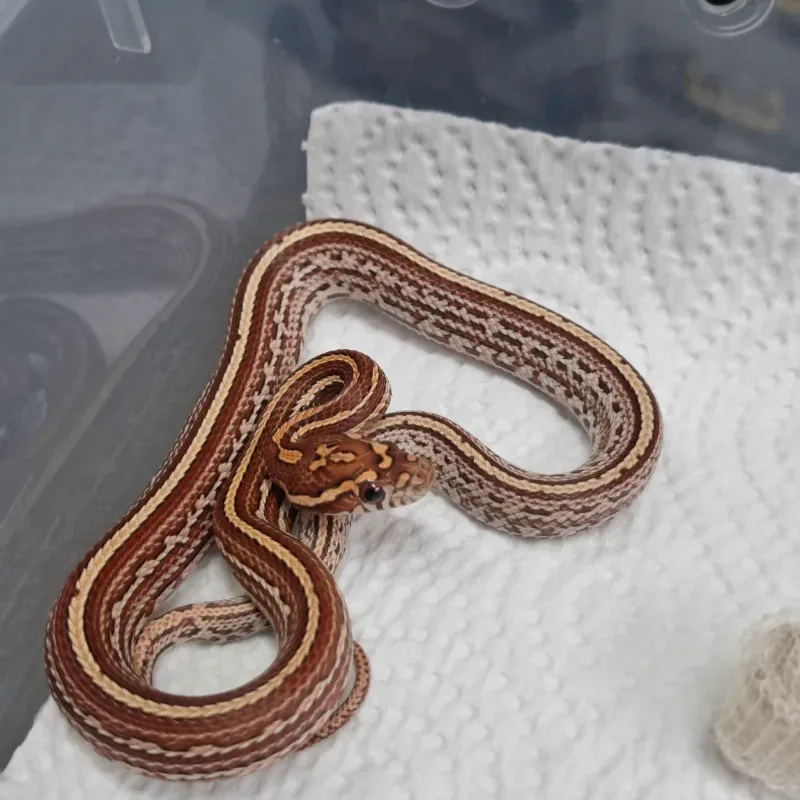 Tessera Hybrid (75%corn 25%milk)