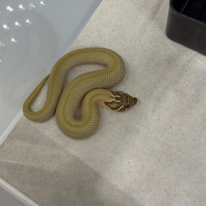 Lelang: Super Anaconda Het Toffeebelly | INDOMORPH