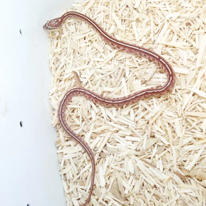 Tessera Hypomelanistic