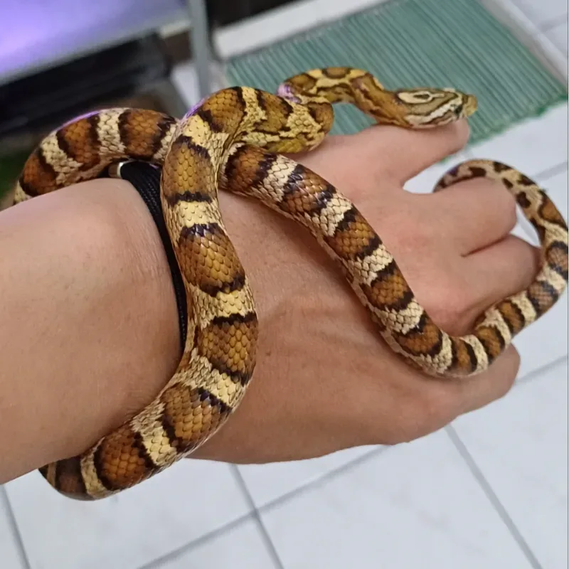Junglecorn