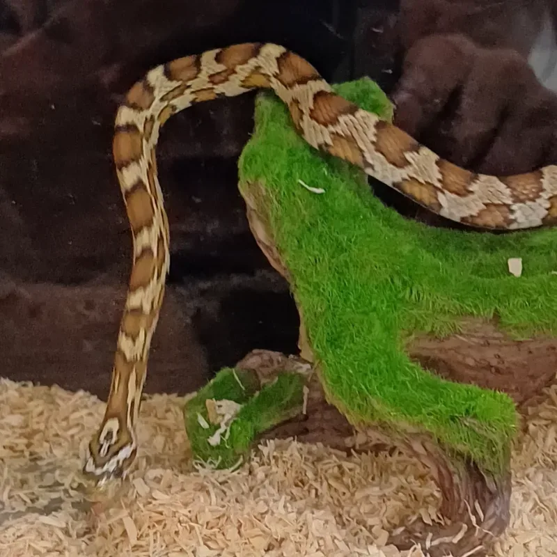 Junglecorn 2