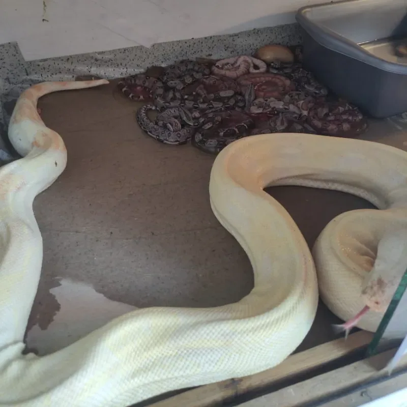 BOA Het 100% Albino Kahl 2
