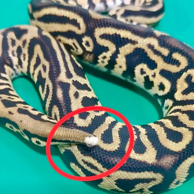 Super Pastel Leopard het Lavender Pied