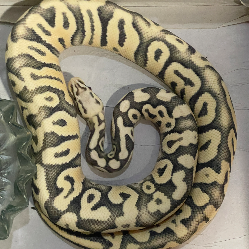 Desert Ghost Super Pastel Het Clown