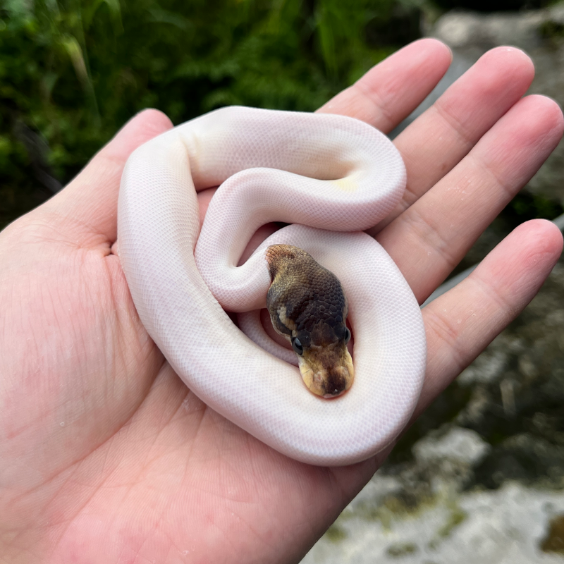 Cinnamon (Orange Dream) Pied Pos Het Albino