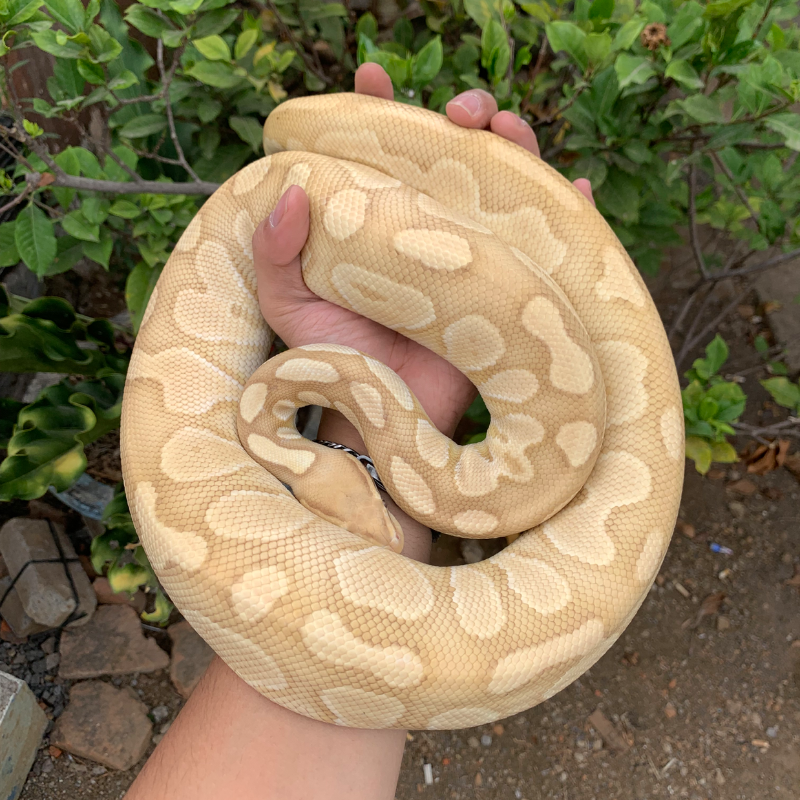 Banana butter