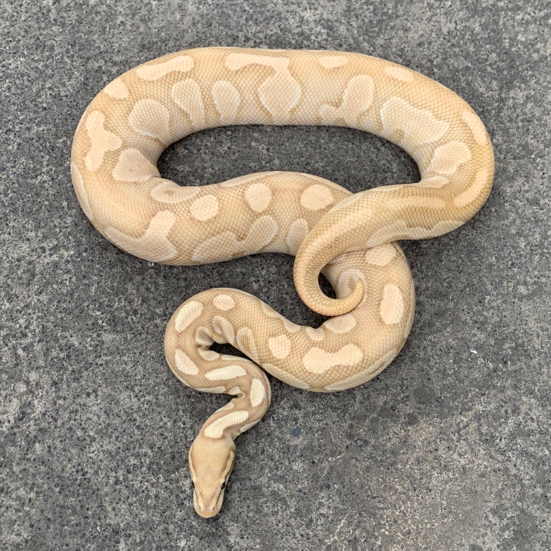 Banana butter