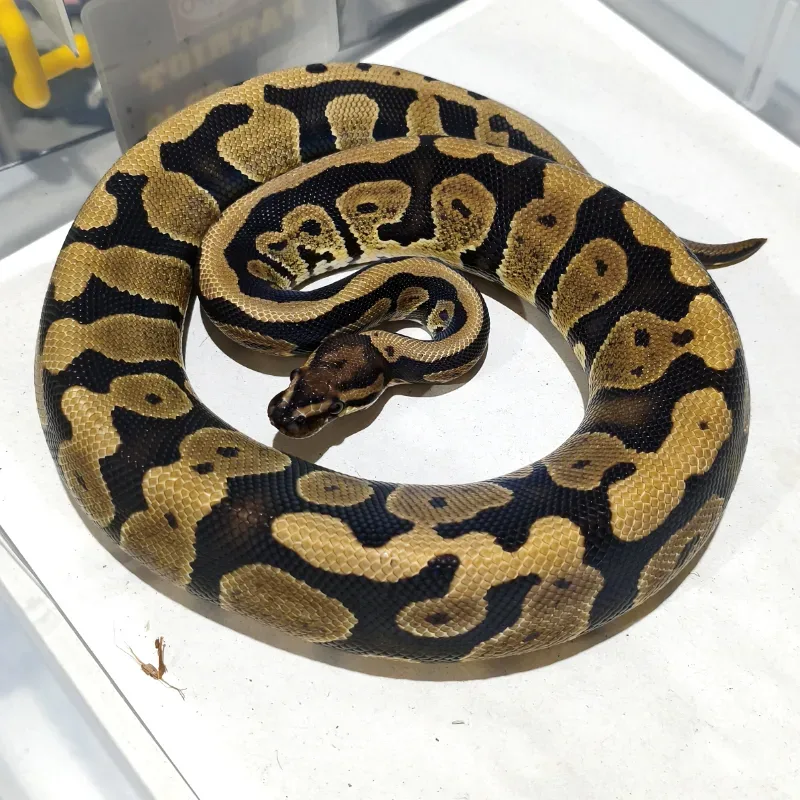 Acid Het Puzzle