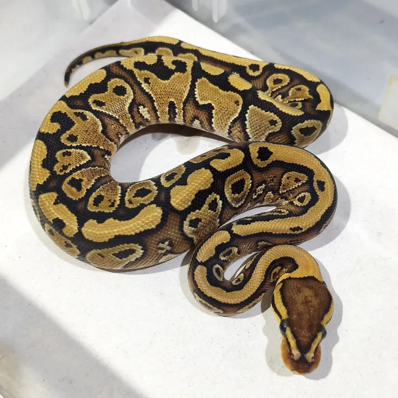 Red Stripe Gravel Het Desert Ghost Het Clown