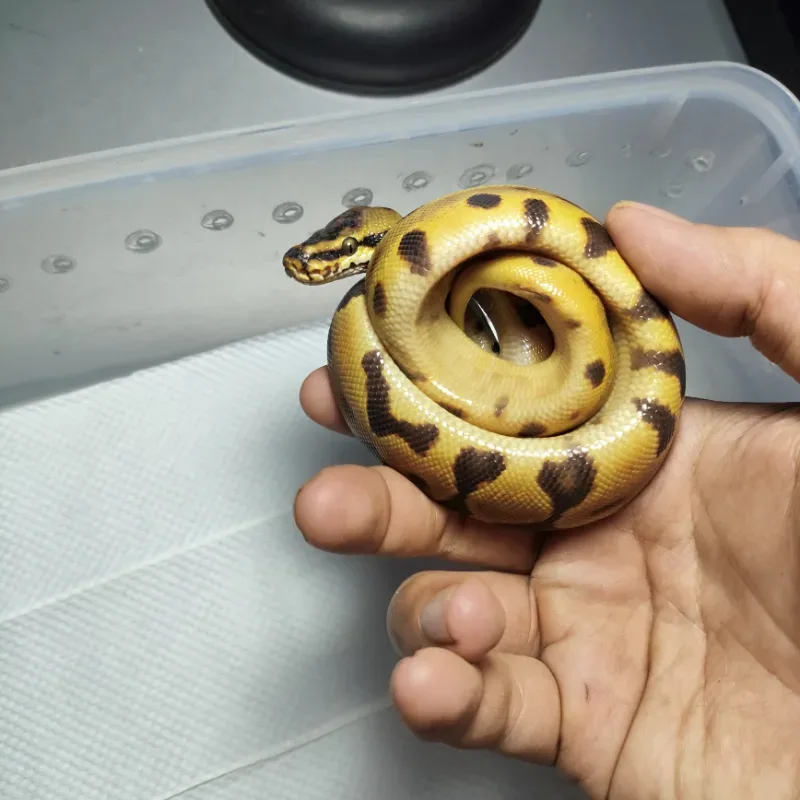 Orangedream spotnose leopard het clown