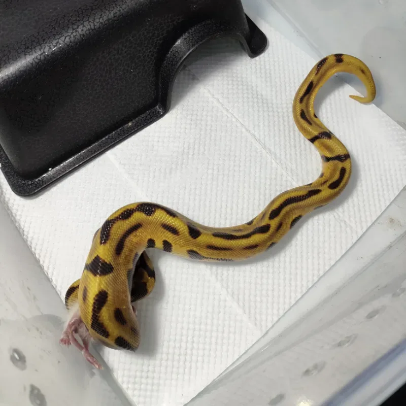 Orangedream spotnose leopard het clown