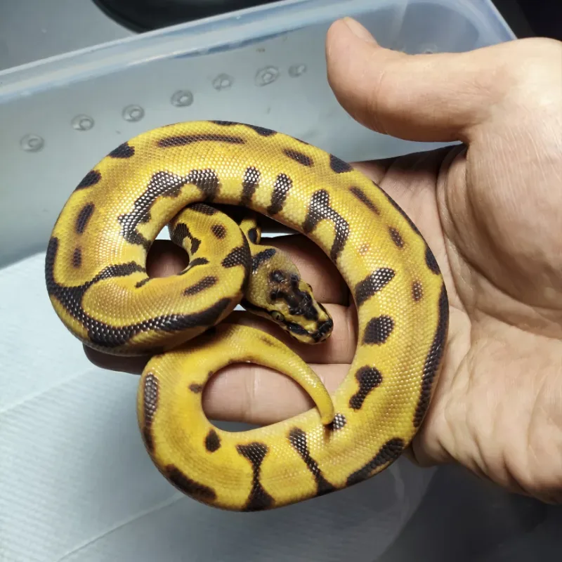 Orangedream spotnose leopard het clown