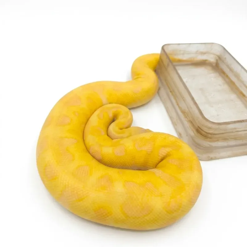 Enchi pastel lavender clown (grail)