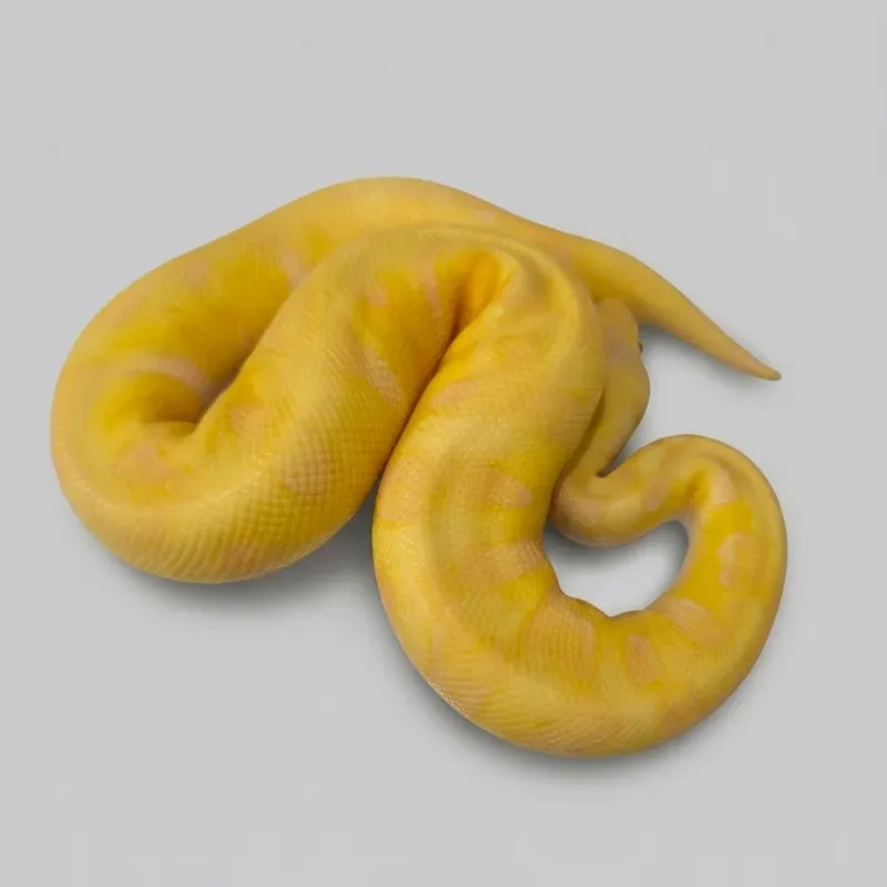 Enchi pastel lavender clown (grail)