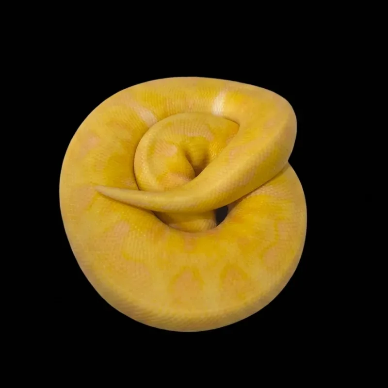 Enchi pastel lavender clown (grail)