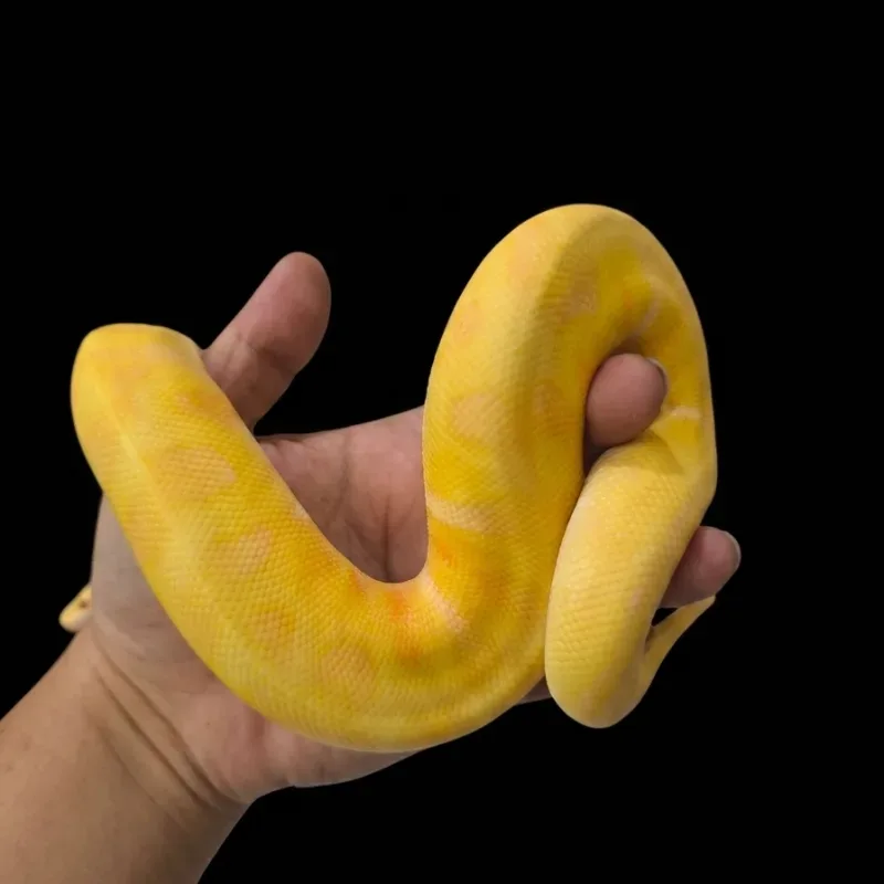 Enchi pastel lavender clown (grail)