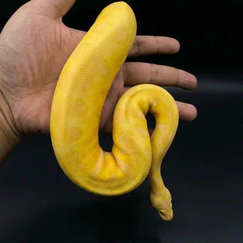 Enchi pastel lavender clown (grail)