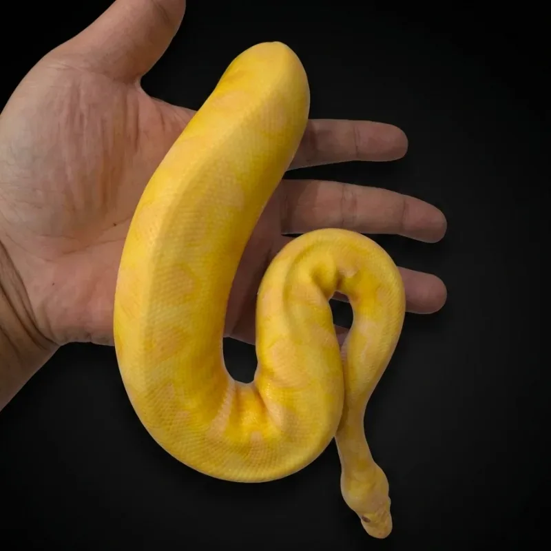 Enchi pastel lavender clown (grail)