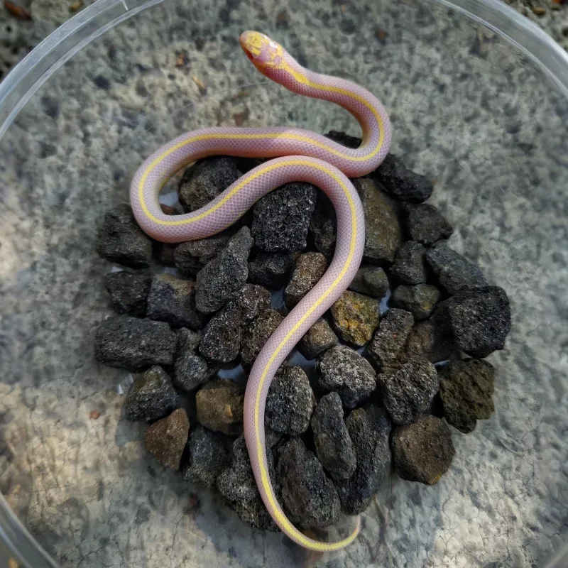KINGSNAKE Albino Stripe