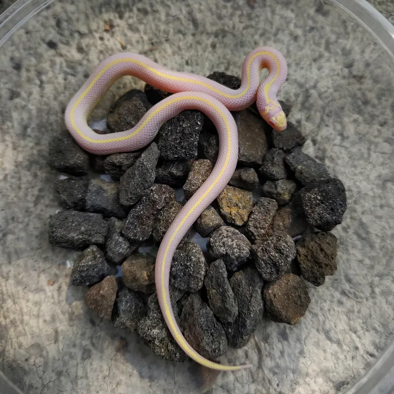 KINGSNAKE Albino Stripe