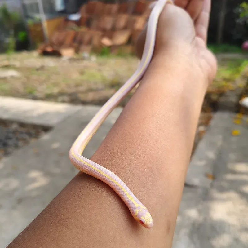 KINGSNAKE Albino Stripe