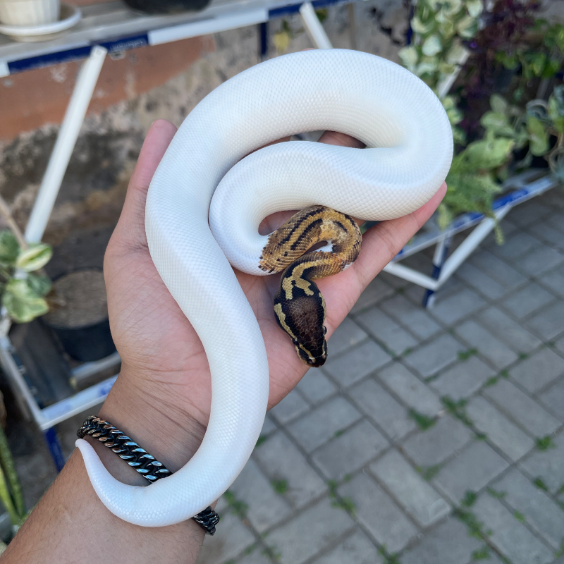 Pastel pied hi white